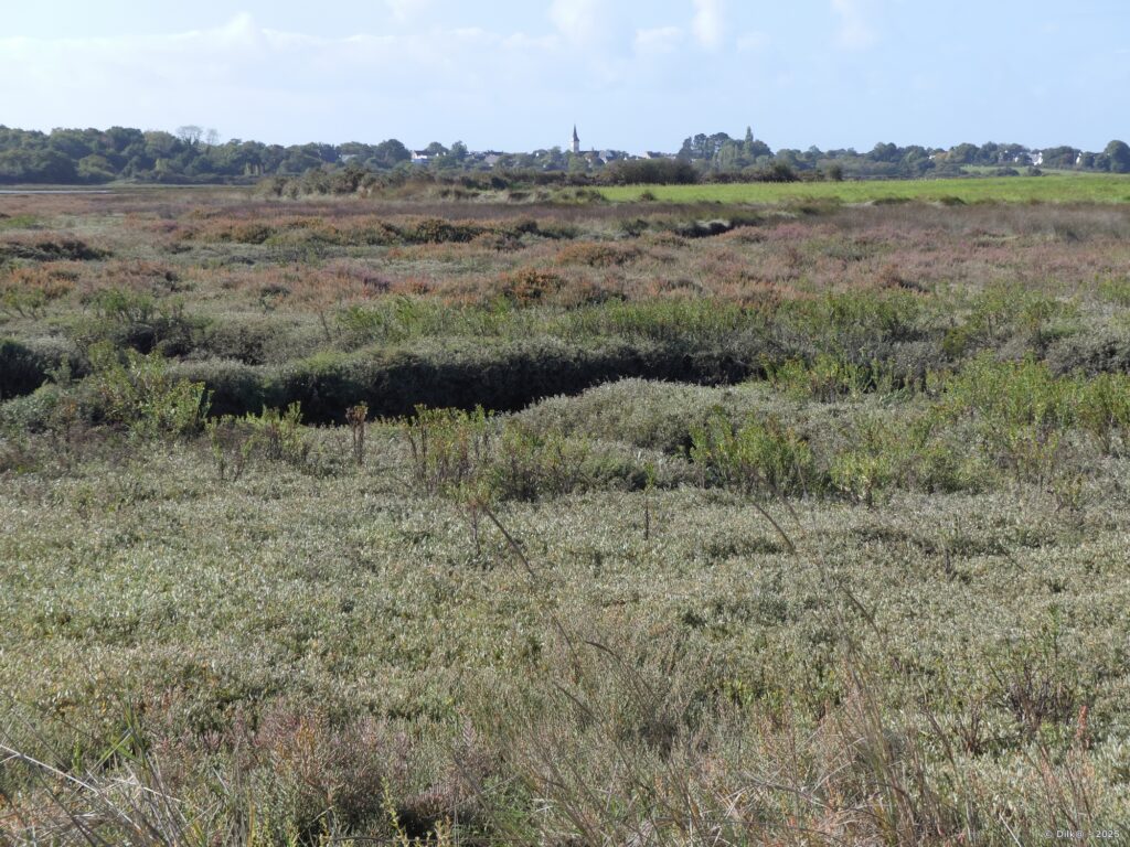 De l'autre côté du marais, l'église du Tour-du-Parc