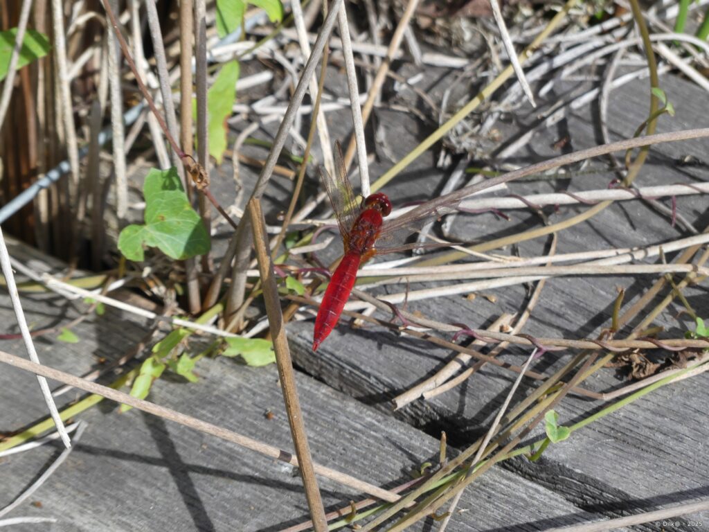 Libellule rouge