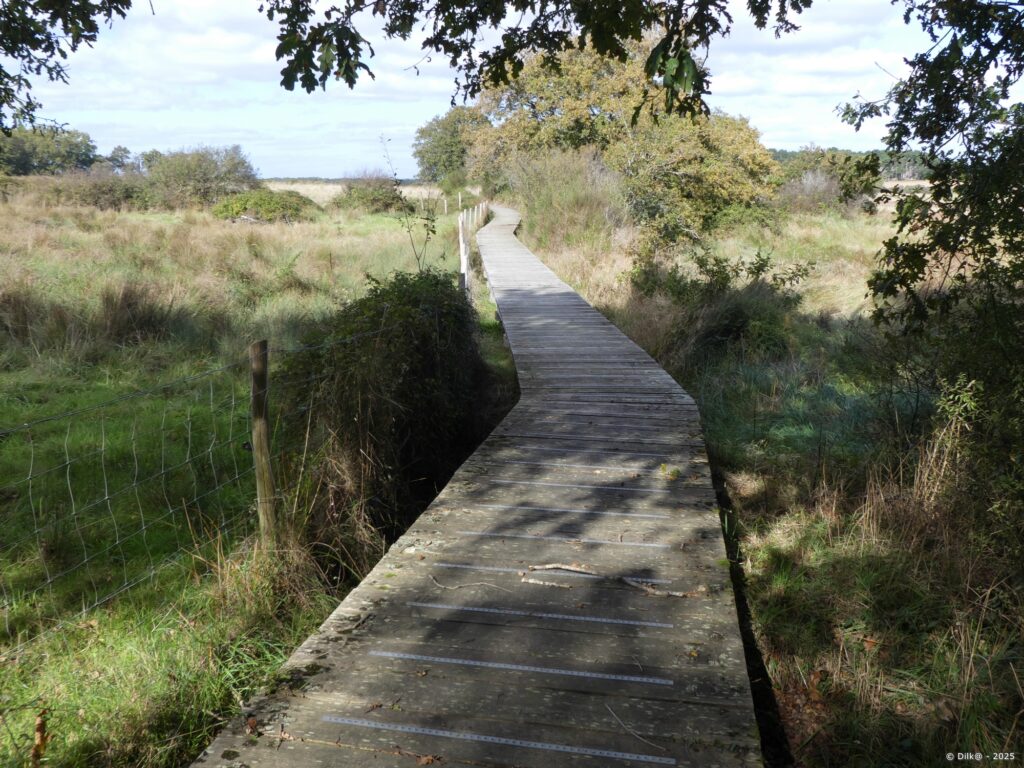 Platelage dans le marais