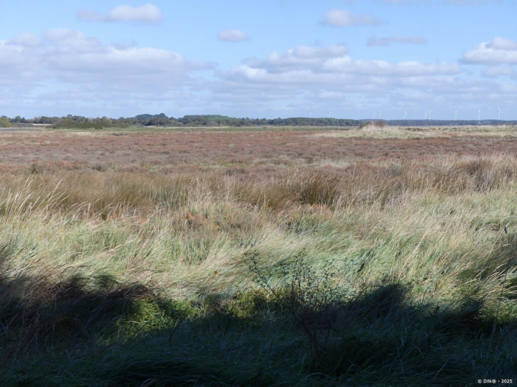Le marais du Tour-du-Parc
