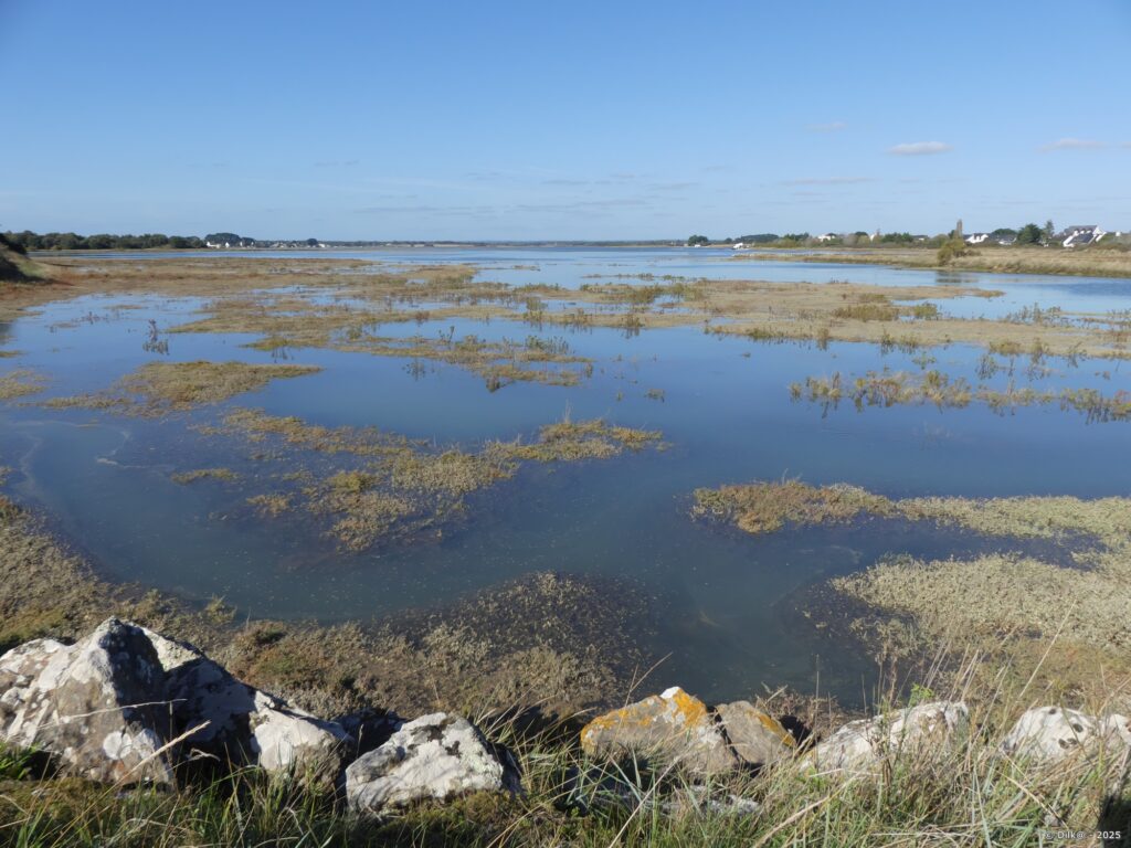 Le marais entre la presqu'île de Penerf et Damgan