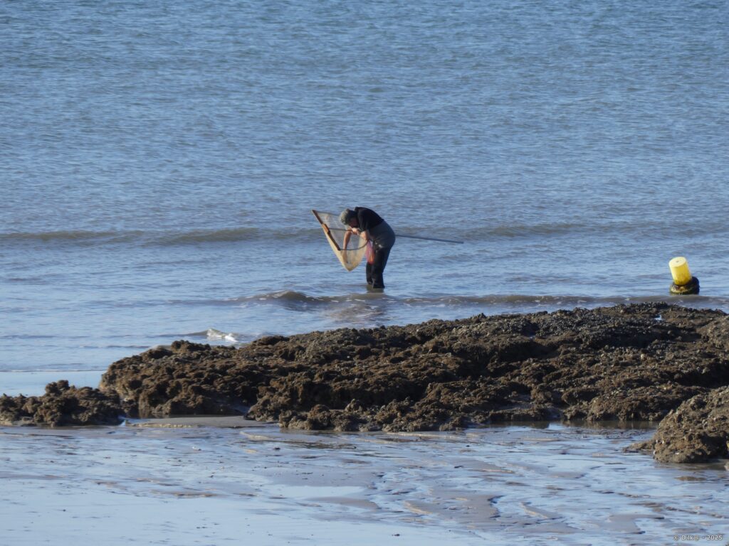 Qu'y a-t-il dans son filet ?