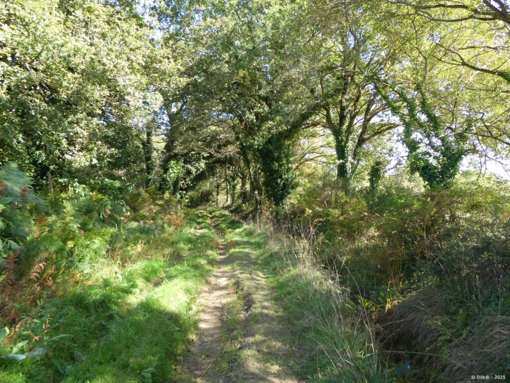 Le chemin en sous-bois