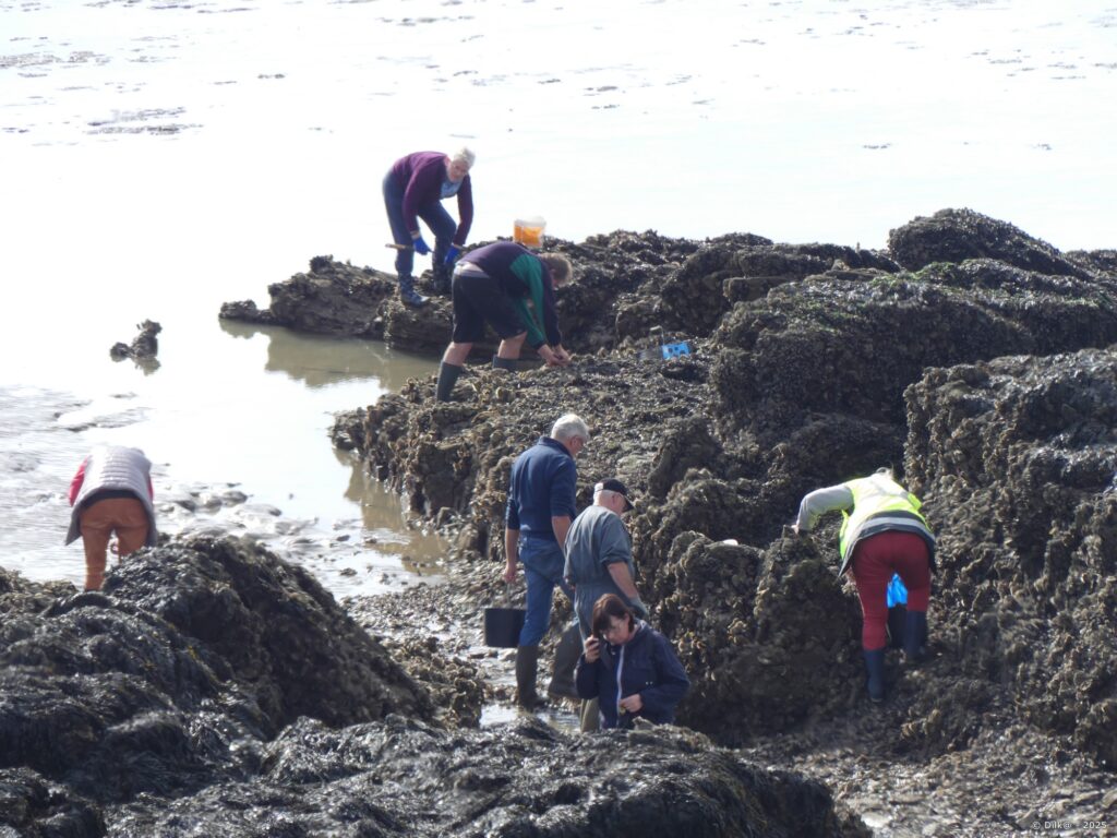 Pêcheurs à pied au bord de la Vilaine