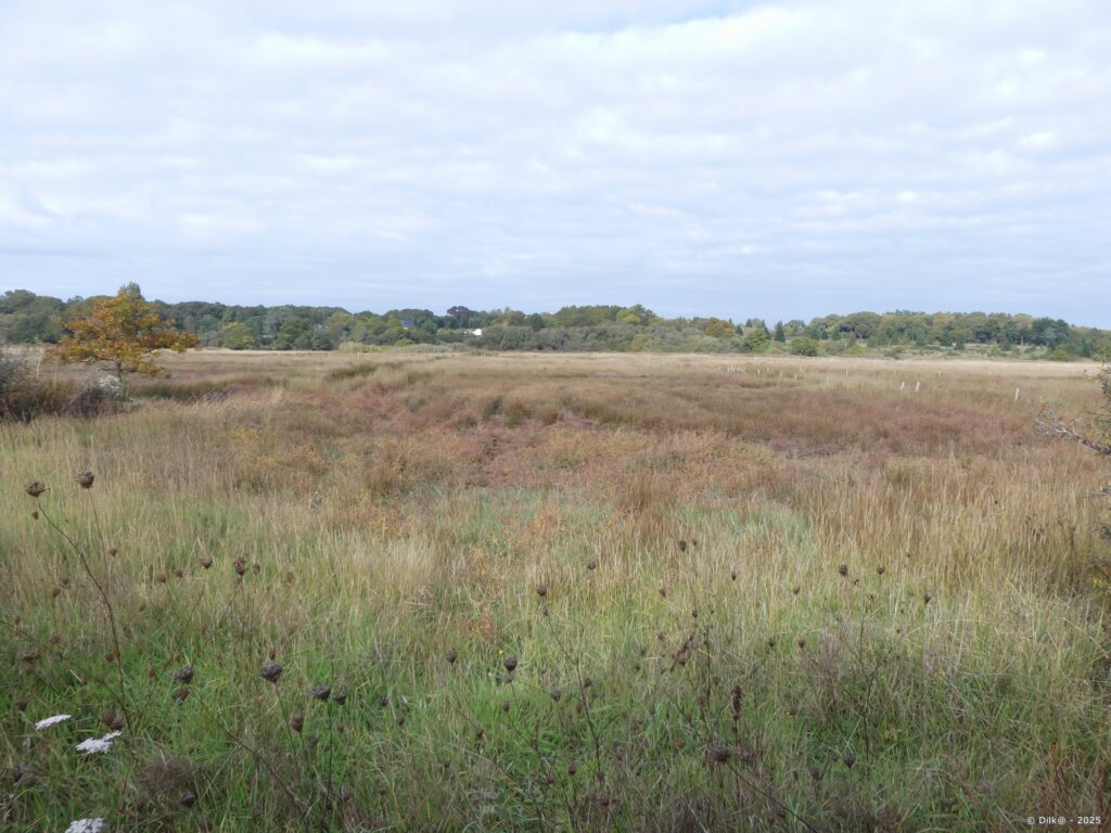 Marais près de Tréhiguier