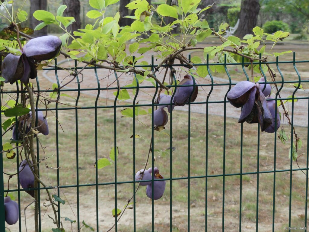 Akébie à trois feuilles