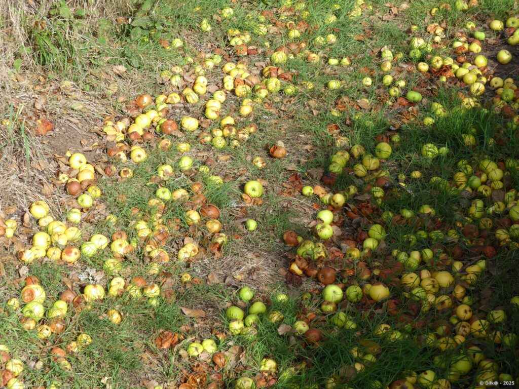 Des kilos de pommes d'automne