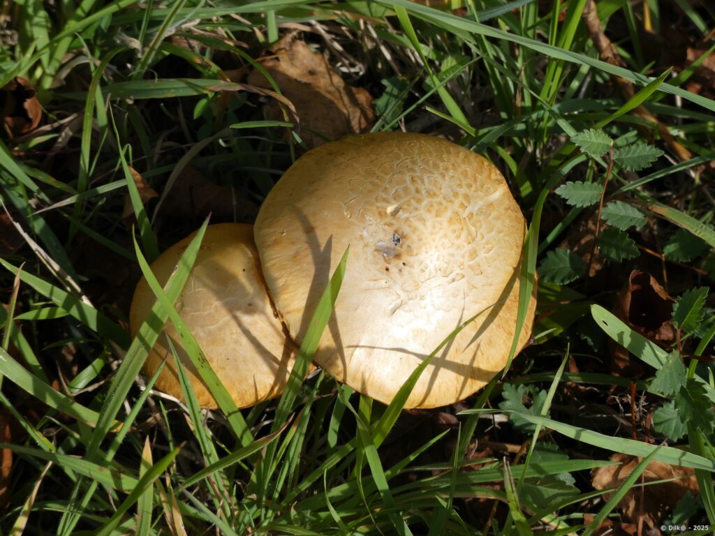 Champignon