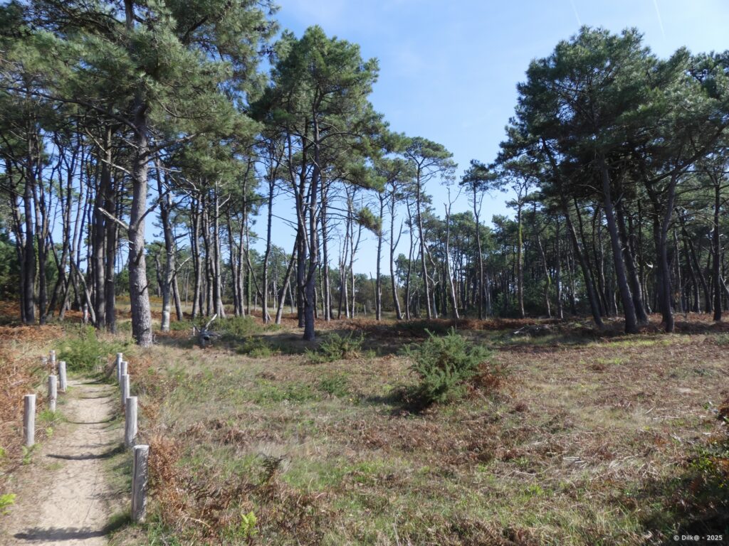 La forêt de Pont Mahé