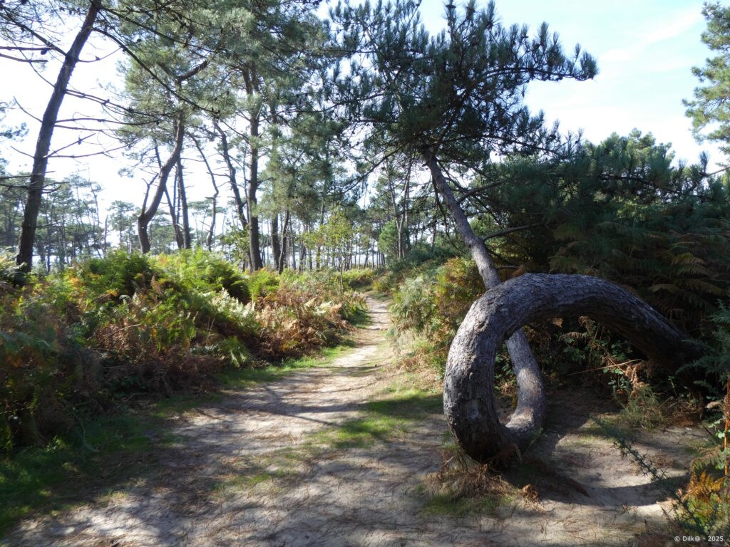 Drôle de pin dans la forêt de Pont Mahé