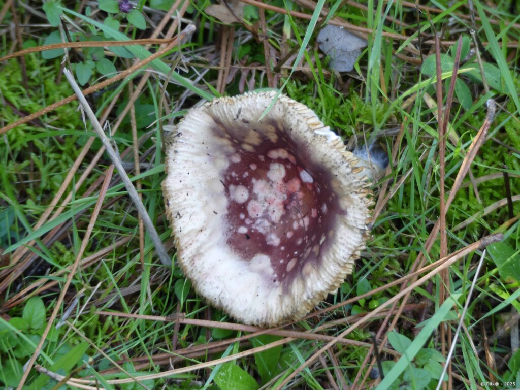 Champignon