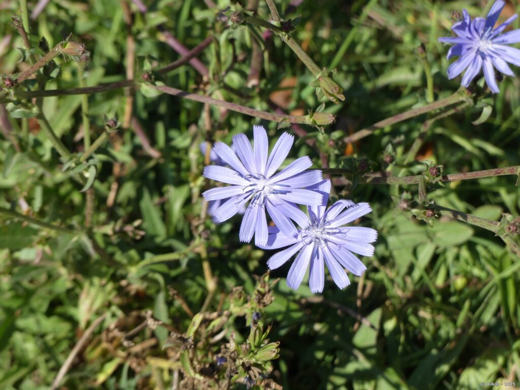 Chicorée naine