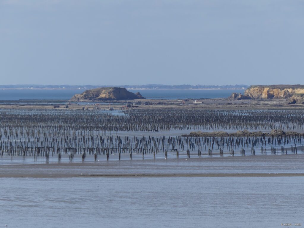 Les bouchots près de la pointe de Pen Bé