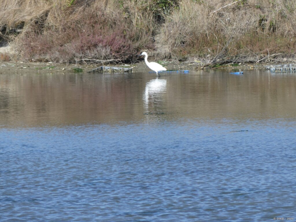 Grande aigrette dans les marais salants
