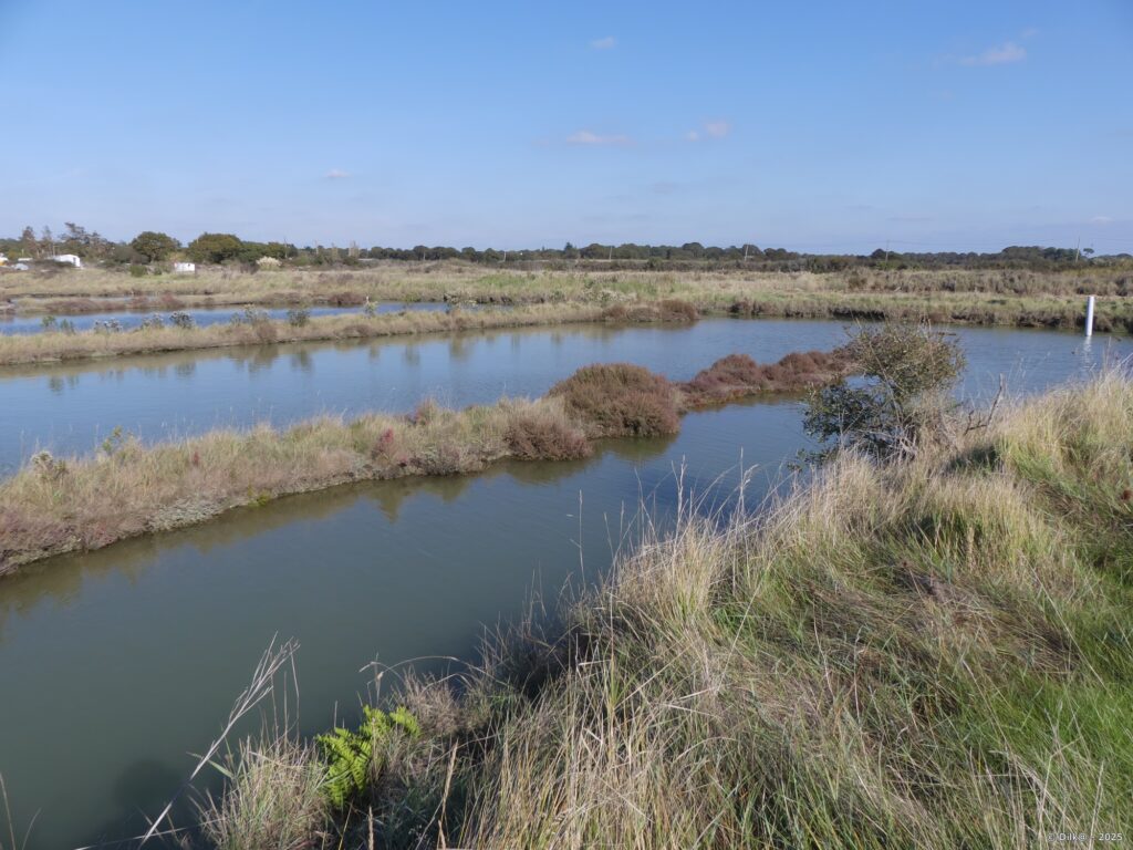 Les marais salants d'Assérac