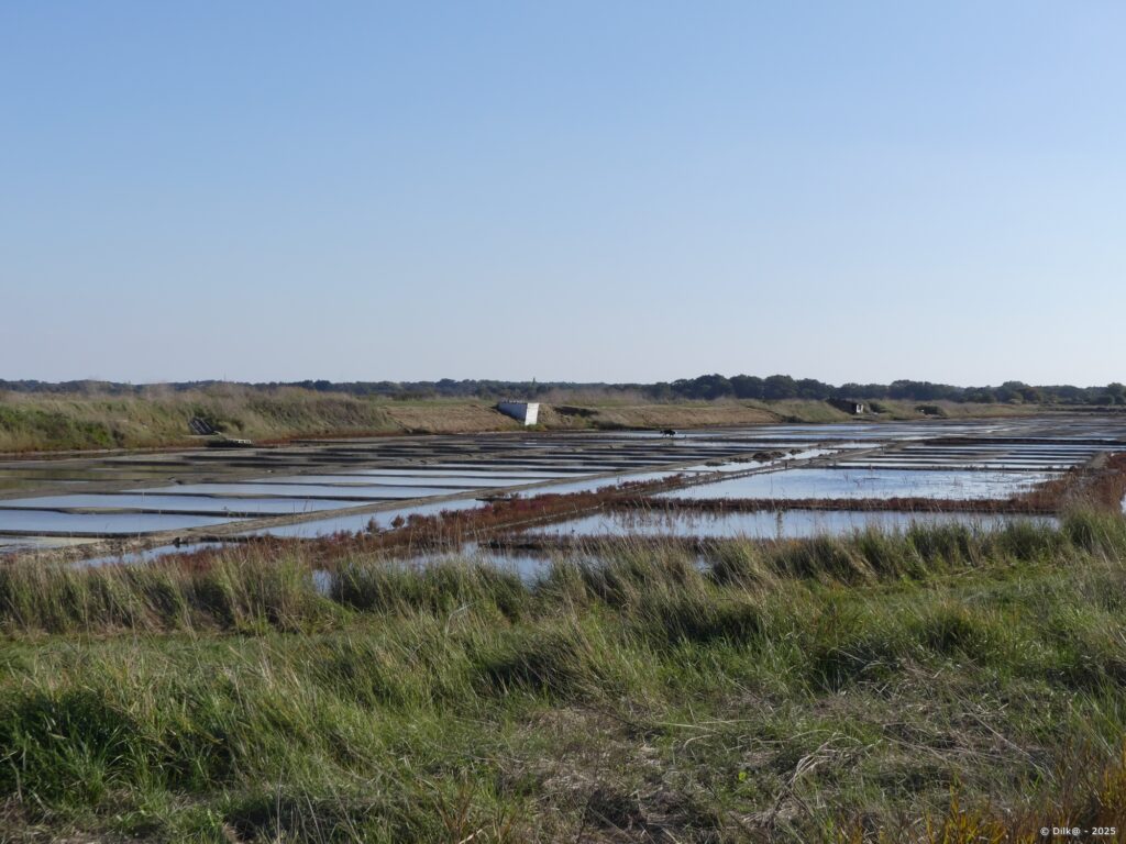 Les marais salants d'Assérac