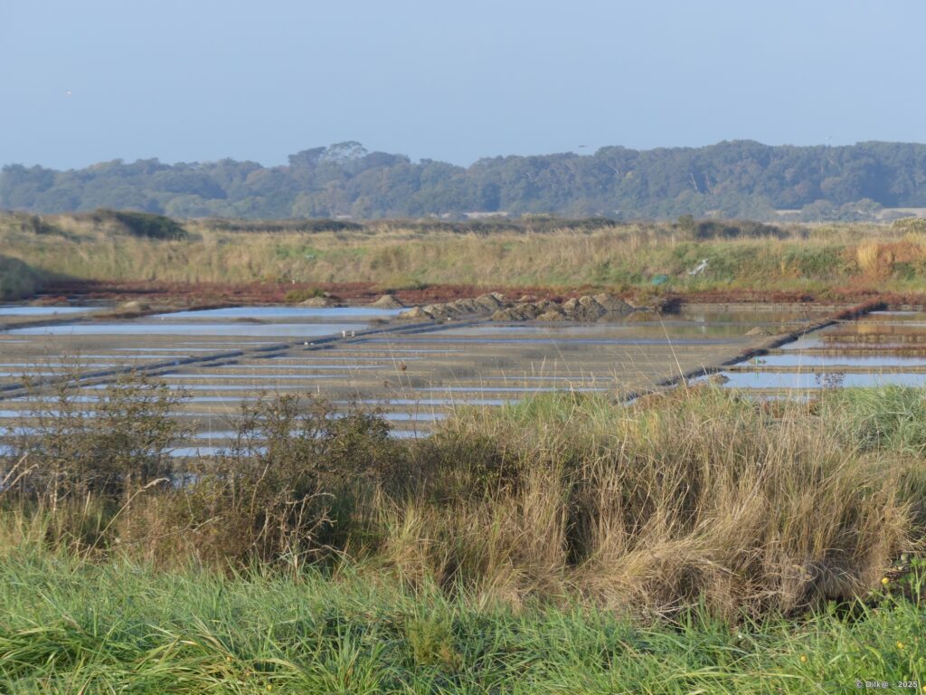 Les marais salants d'Assérac