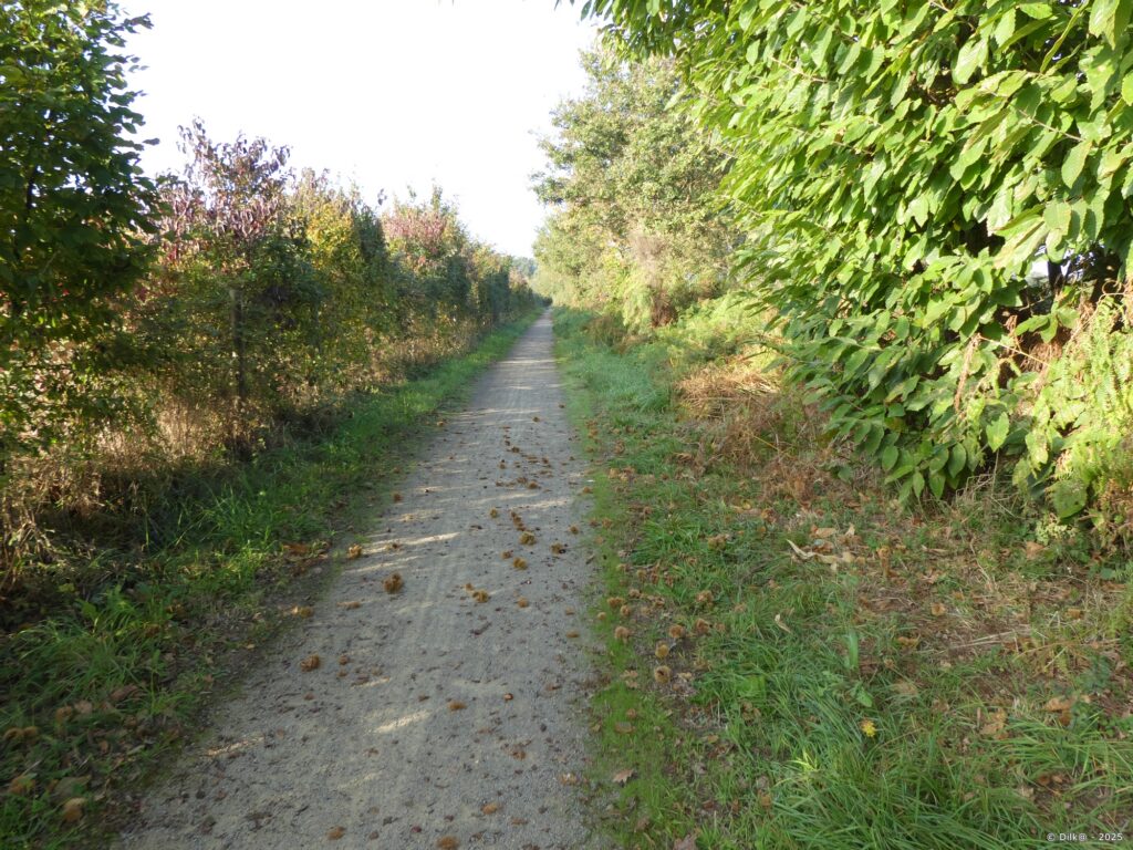 Le sentier longe la route cachée derrière la haie