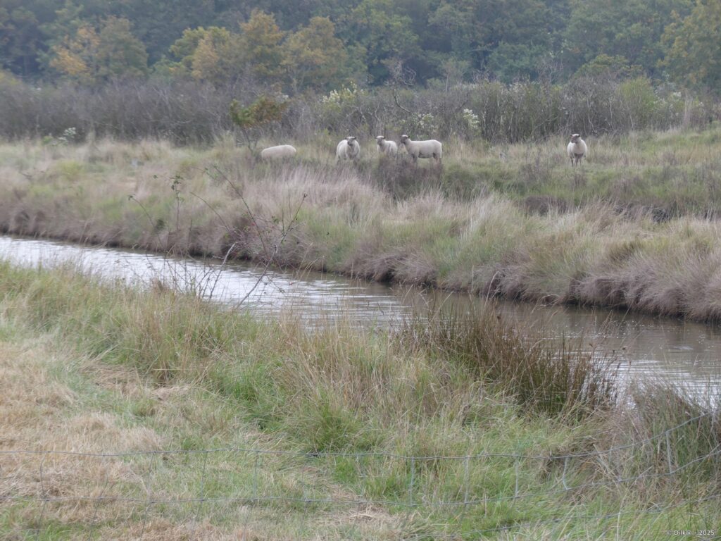 Des moutons dans les marais de la Duchesse