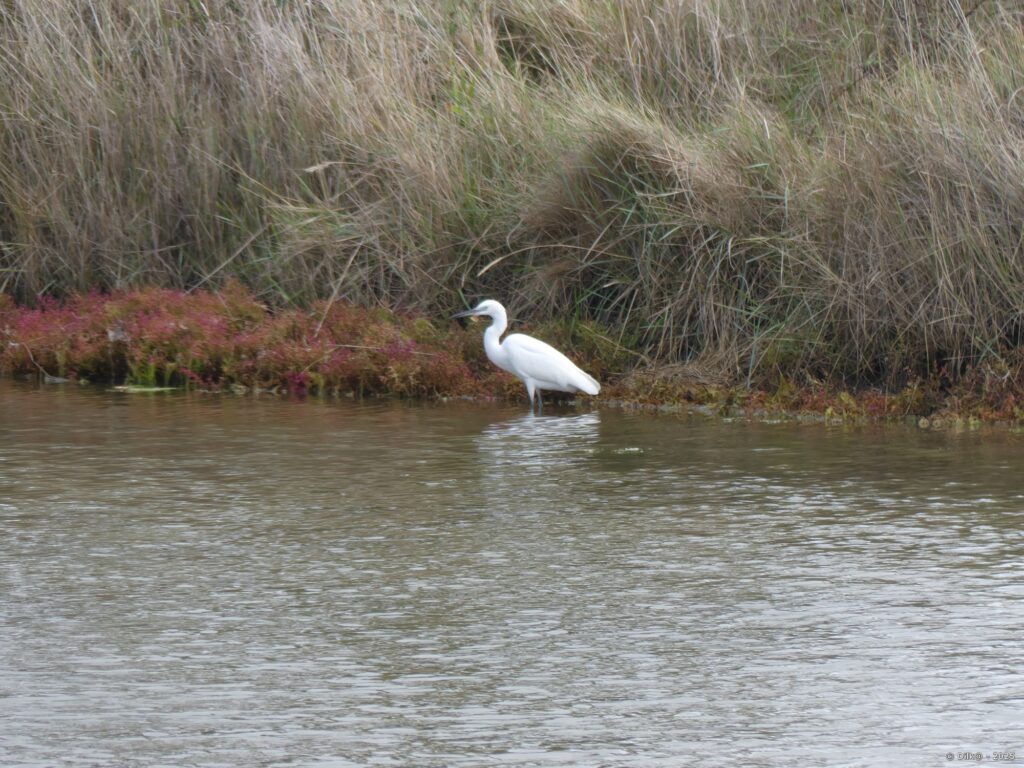 Aigrette dans le marais du Gonguy