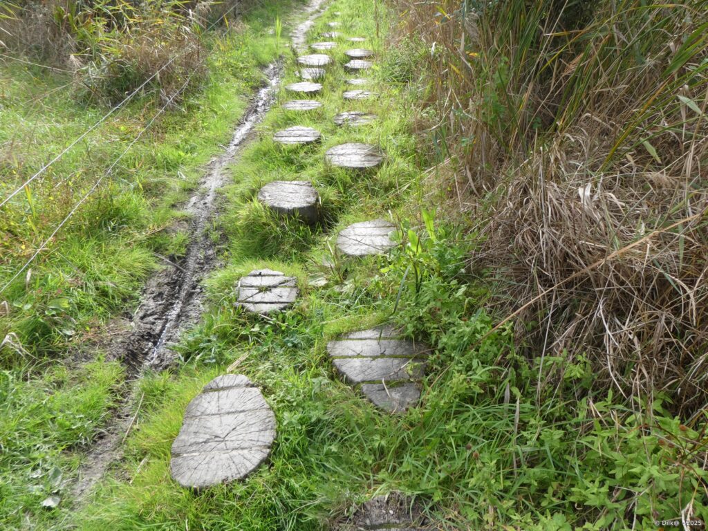 Plots de bois pour un passage boueux dans le marais