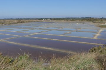 Marais salants de Guérande
