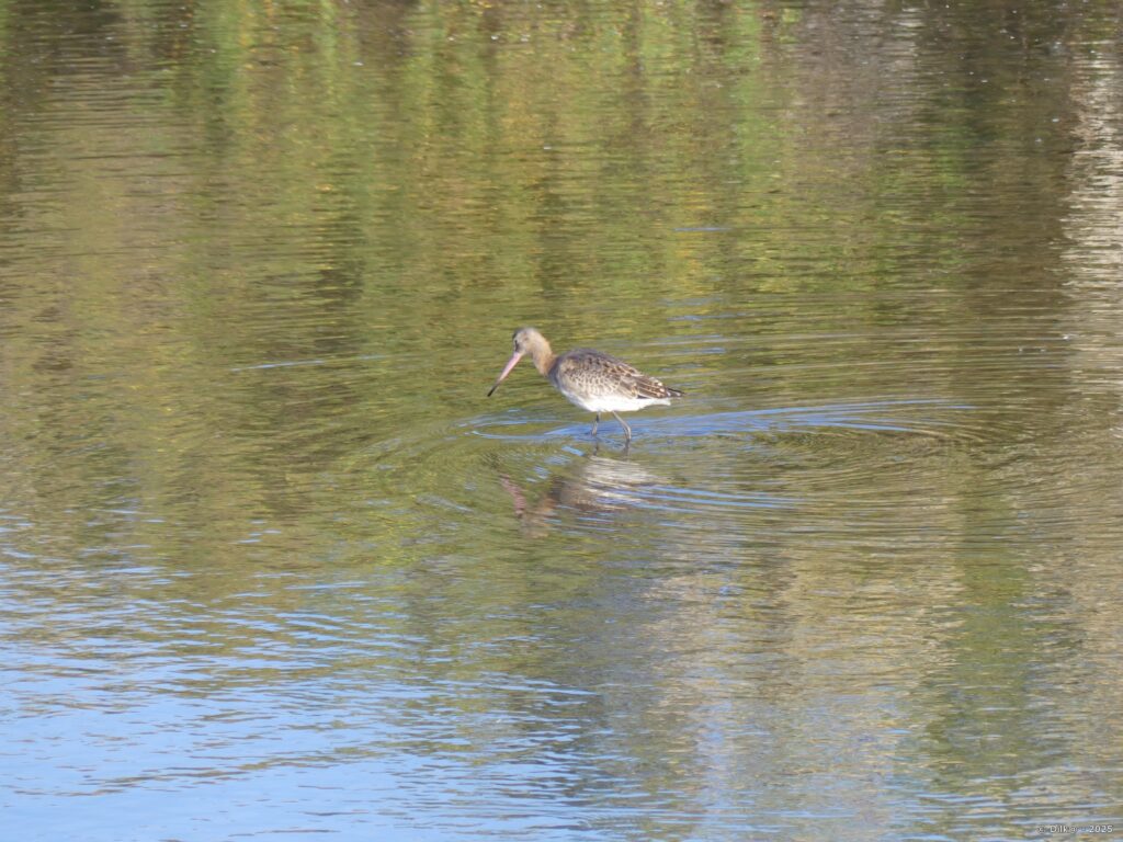 Barge à queue noire