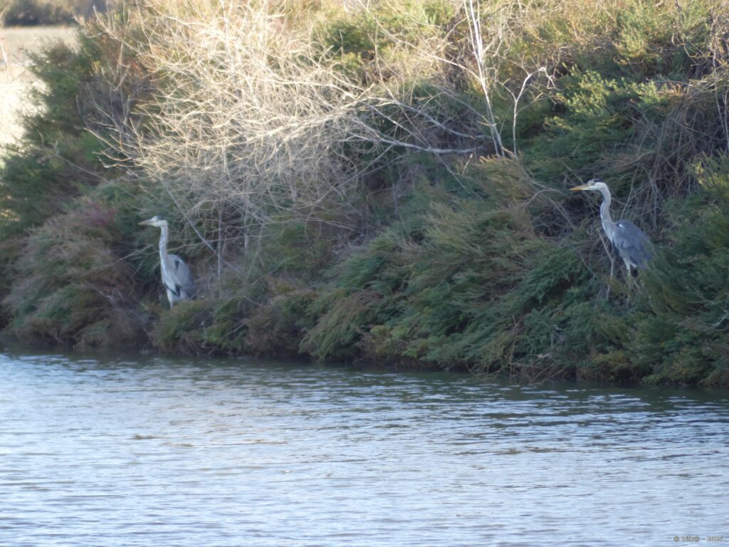 Hérons cendrés au bord du marais