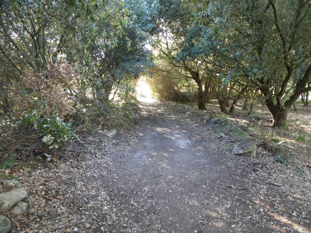 Le chemin passe en sous-bois après avoir traversé les marais salants