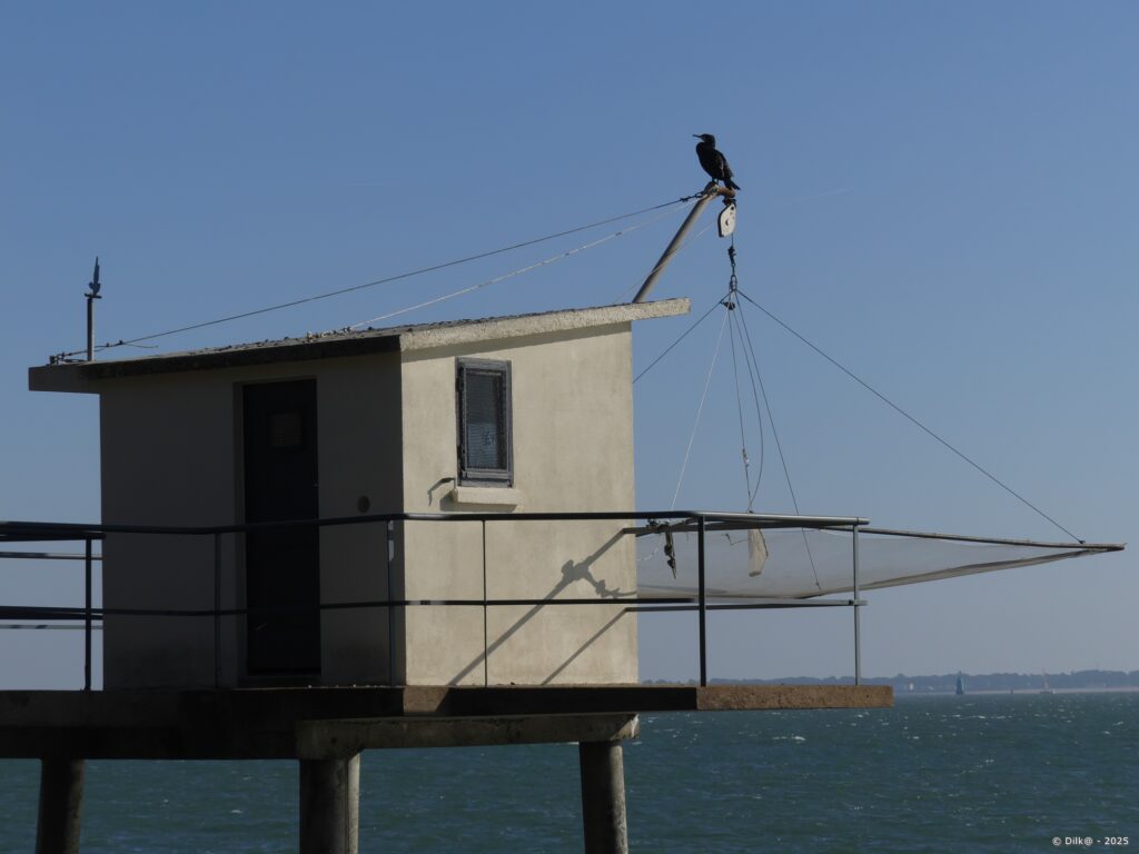 Cormoran perché sur une pêcherie