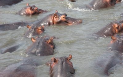 Hypopotames sur Santa Lucia