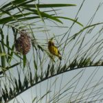les oiseaux jaunes, les béliers, et leur nid en boule