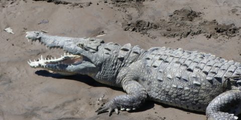 crocodile se prélassant au soleil sur un banc de sable