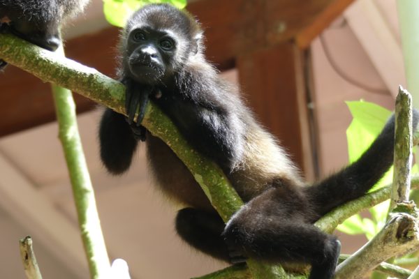 jeune singe hurleur