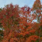 L'arbre aux couleurs rouge en automne