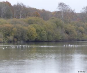 Beaucoup d'oiseaux nichent sur les étangs de Hollande