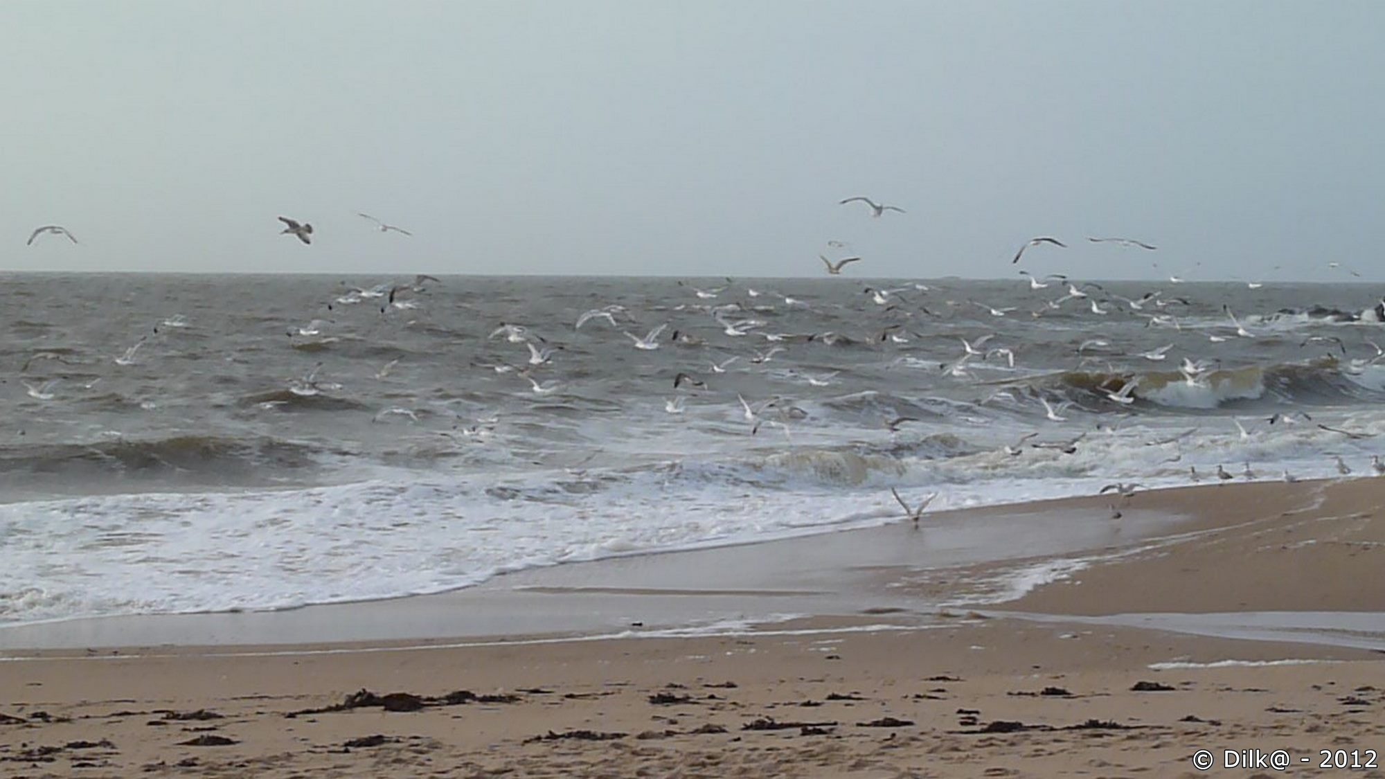 Des centaines de goélands envahissent la plage