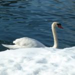 Le cygne du lac de Bled
