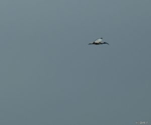 L'ibis en plein vol