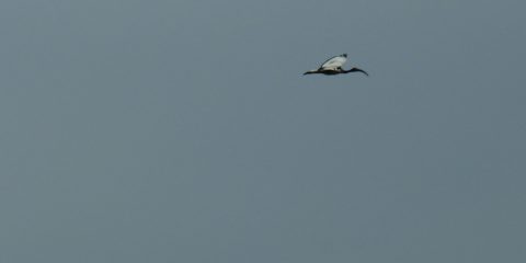 L'ibis en plein vol