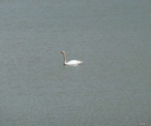 La bain des cygnes