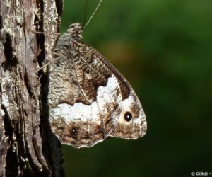 Papillon