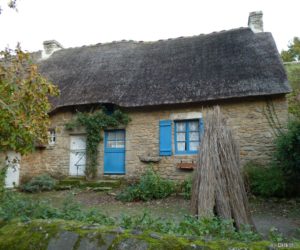 Quelques roseaux pour un toit de chaume