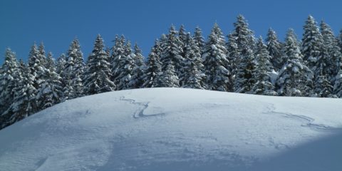 Une trace dans la neige fraîche