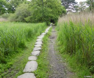 La voie romaine de Gras