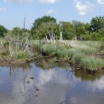 Arbres morts dans le marais