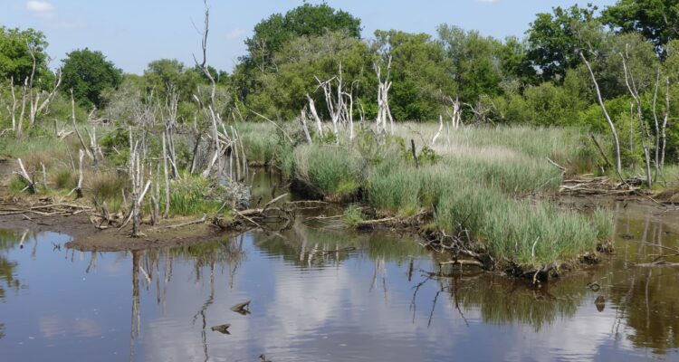 Arbres morts dans le marais