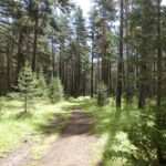 La forêt de la Matte