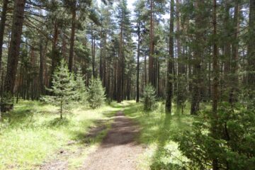 La forêt de la Matte
