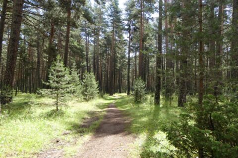 La forêt de la Matte